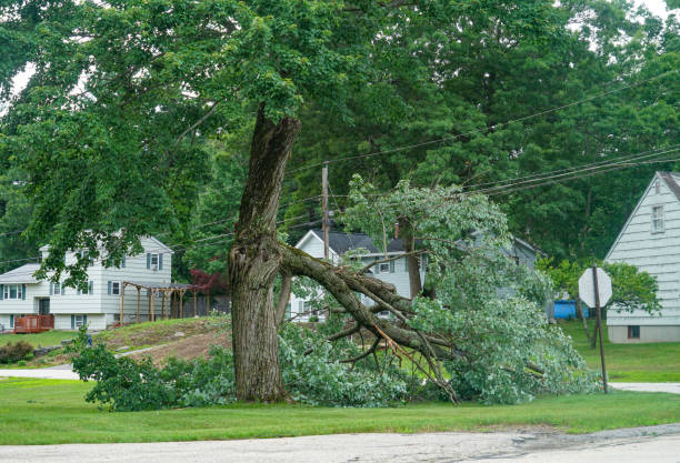 Best Lot and Land Clearing  in Cambria, IL